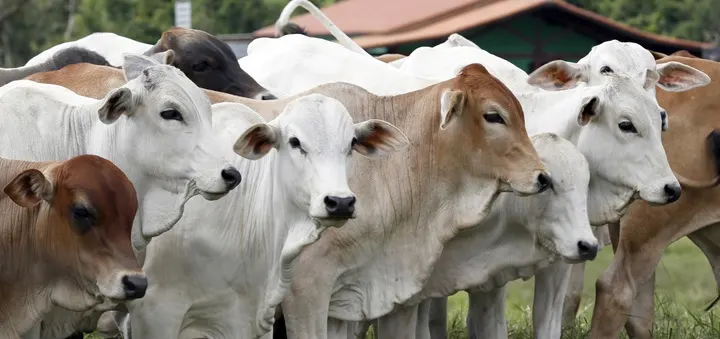 Rumen Acidosis in Cattle