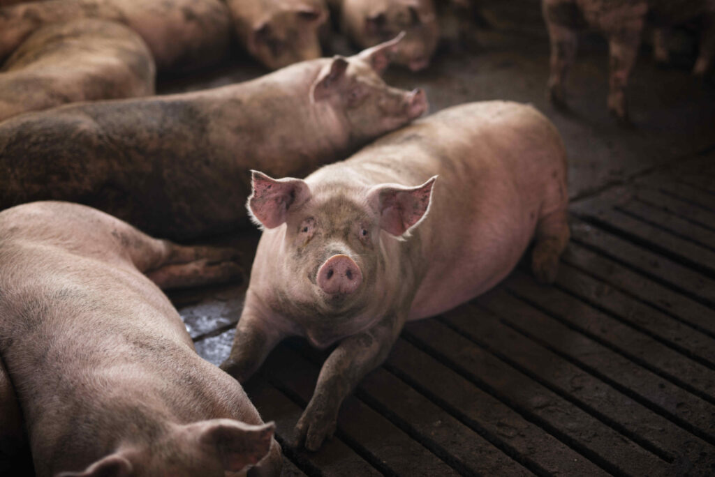 Boost Immunity in Pigs