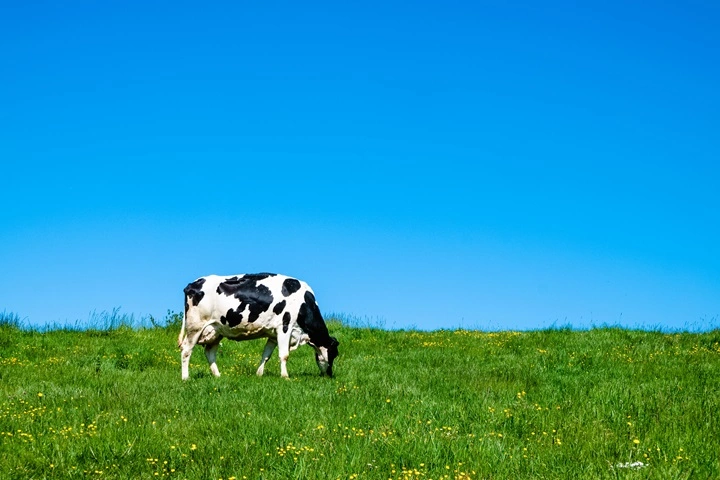 Uterine Prolapse in Cattle