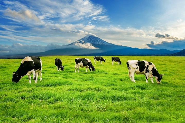 Retained Placenta in Cows