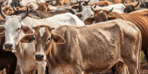 Dermatophilosis in Cattle