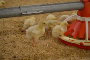 Non-Starch Polysaccharides