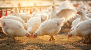 The Hidden Threat in Poultry Production
