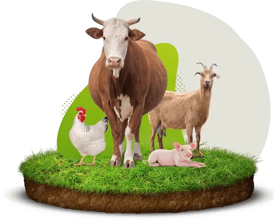 cow