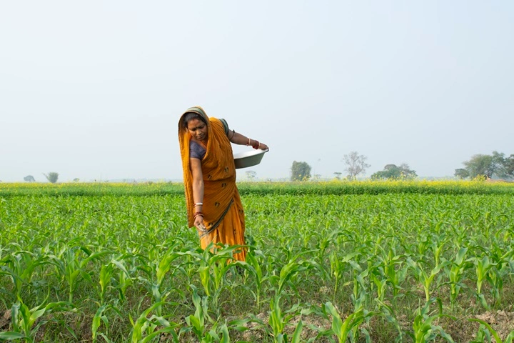 indian woman farmer sari giving fertiliser corn field