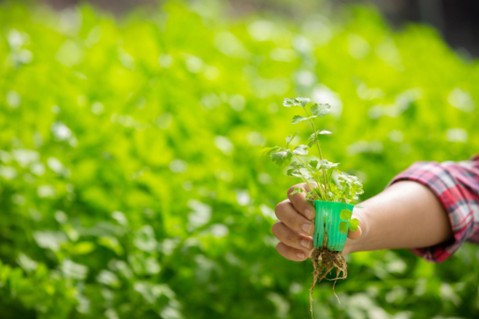 Sustainable Sourcing of Herbs