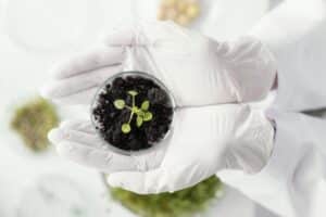 phytogenic feed additives