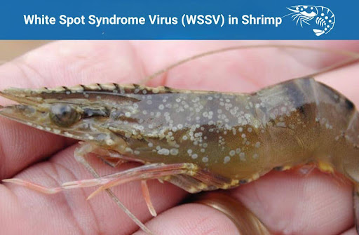 White Spot Syndrome Virus in shrimp