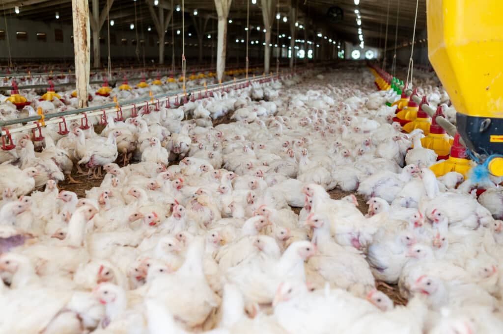 Disease Management in Modern Production Systems