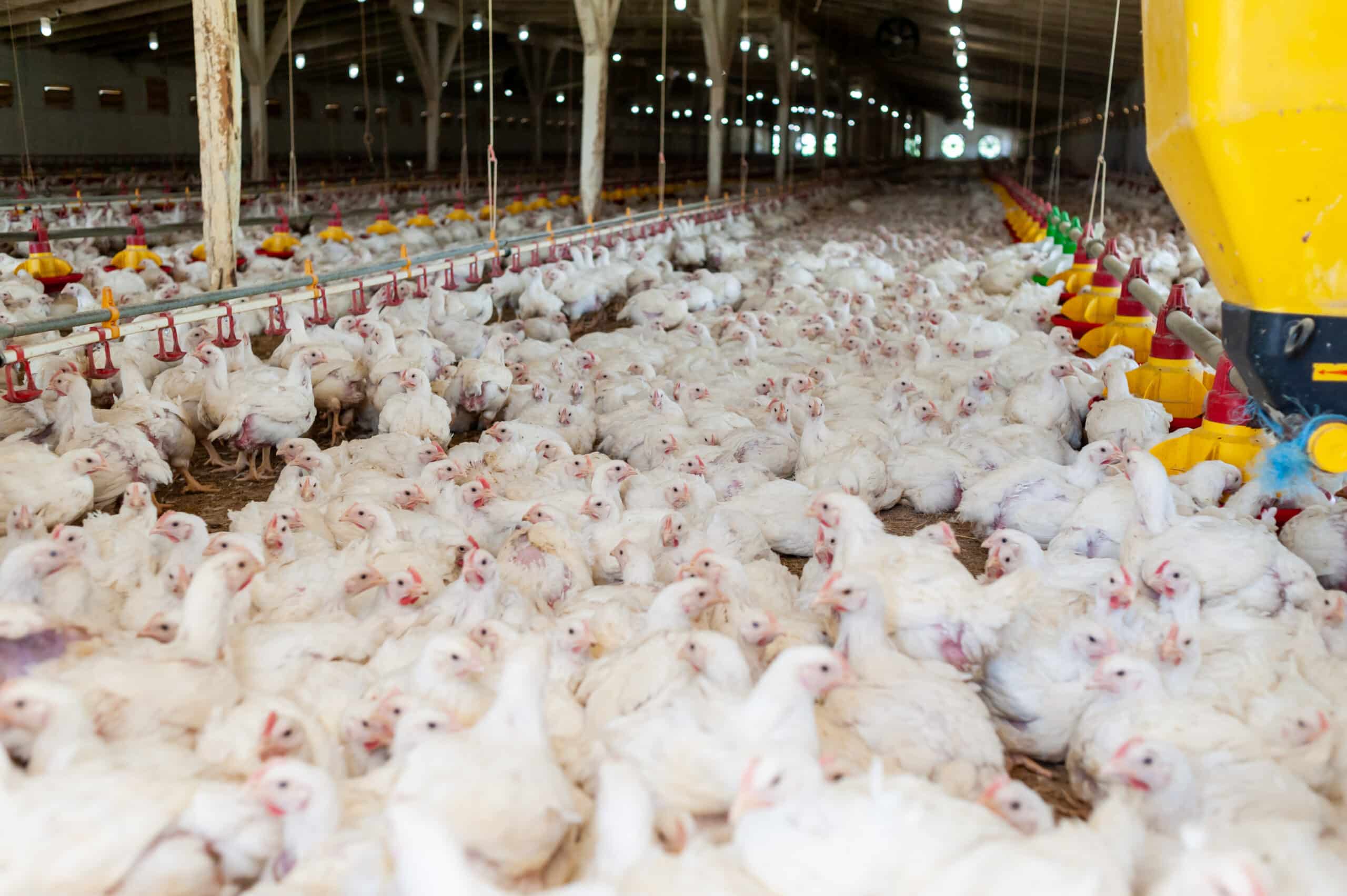 Disease Management in Modern Production Systems