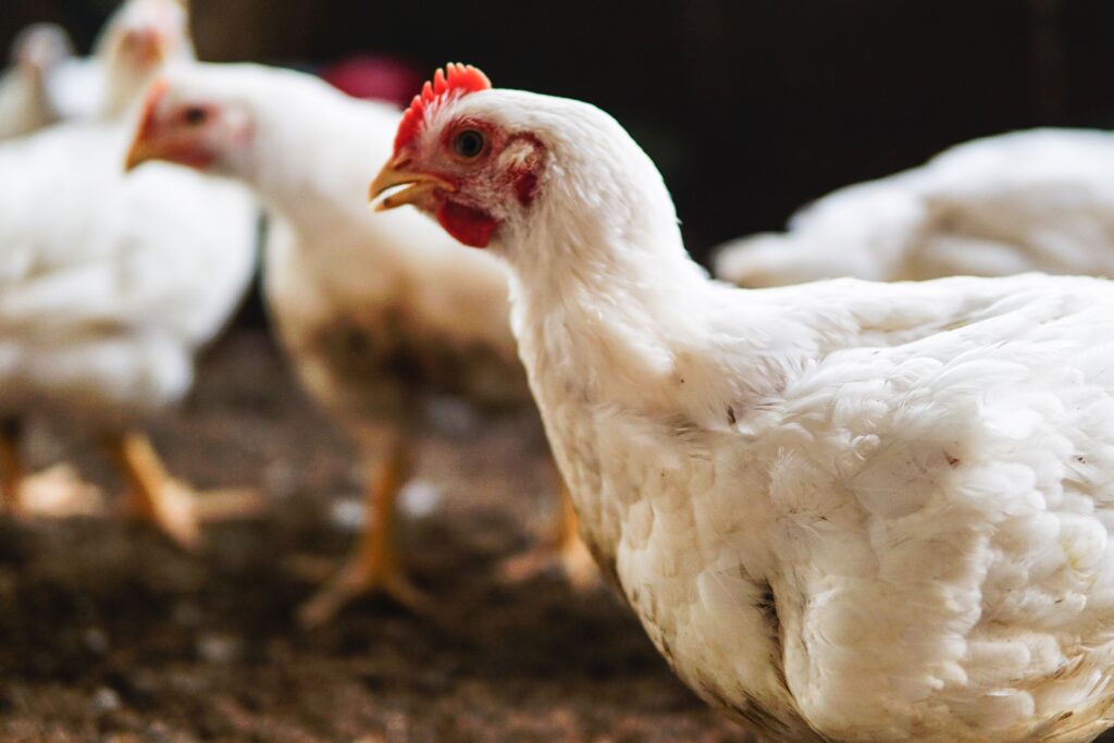 Effect of Ammonia and Humidity on Poultry Health