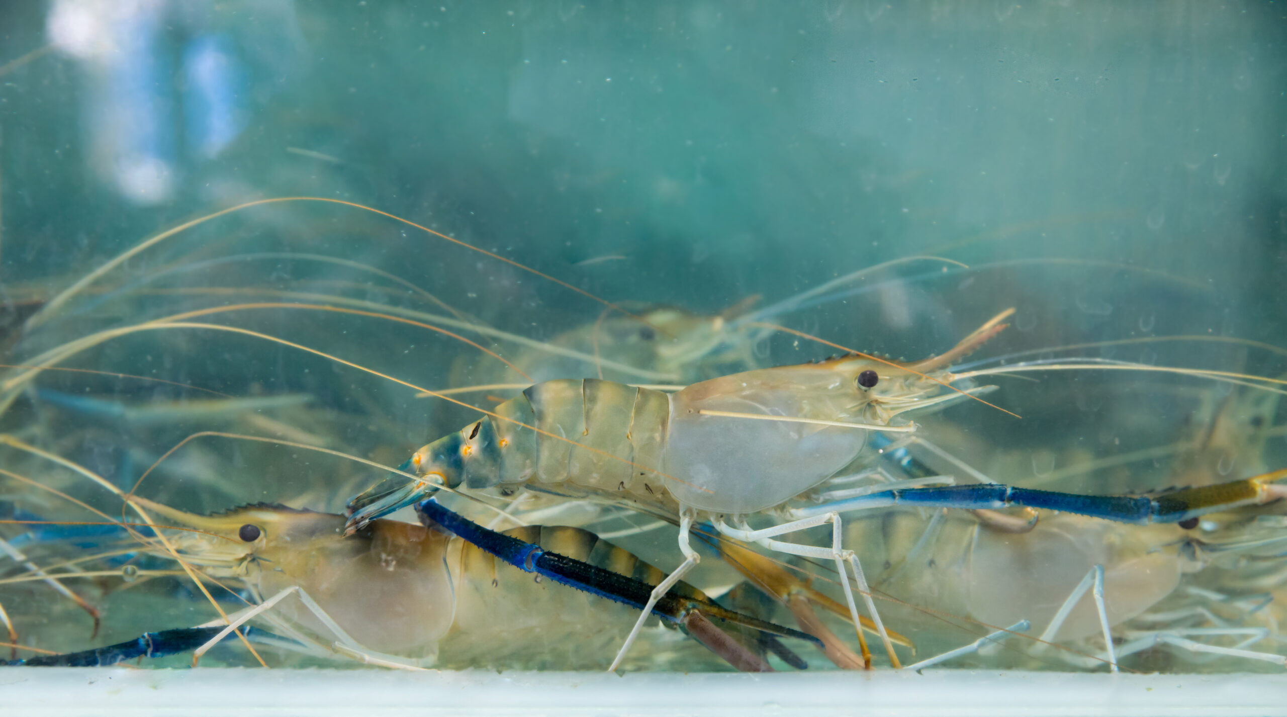 Vibriosis in Shrimp