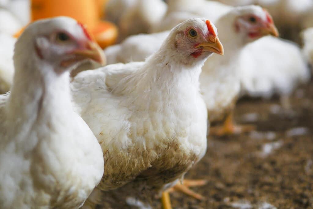 white chicken farm